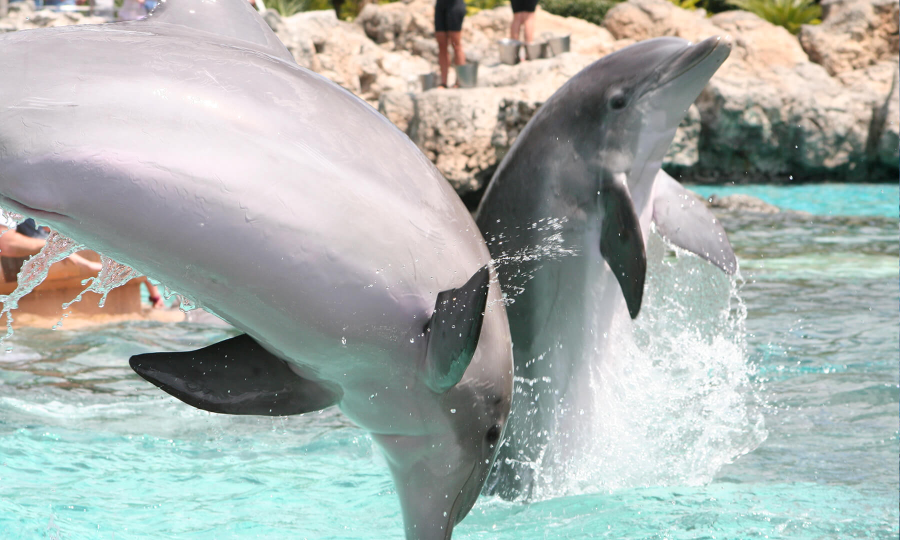 seaworld orlando attractions