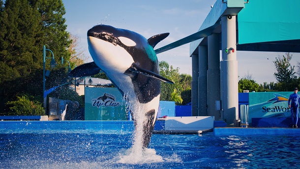 SeaWorld-Orlando-Attractions